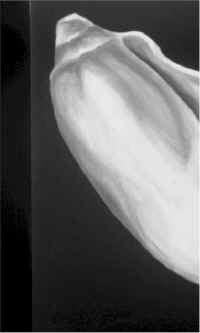 shell.jpg (21942 bytes)